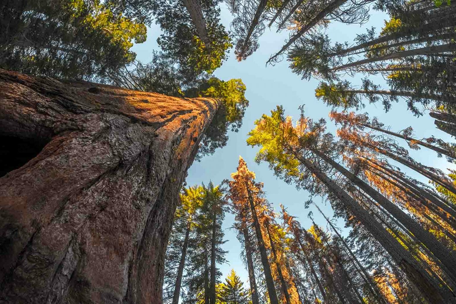 Understanding The Most Common Trees in Yosemite
