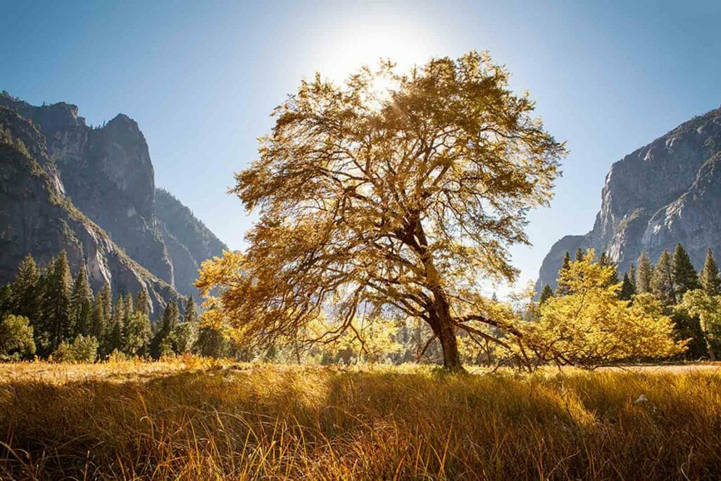 Getting To Know The Trees Of Yosemite