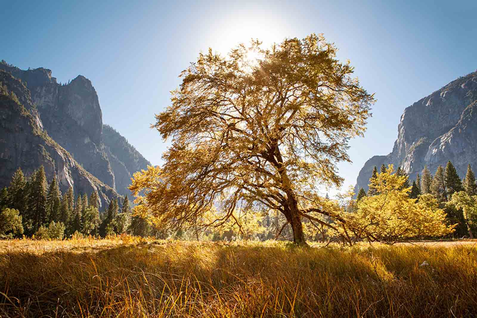 Understanding The Most Common Trees in Yosemite