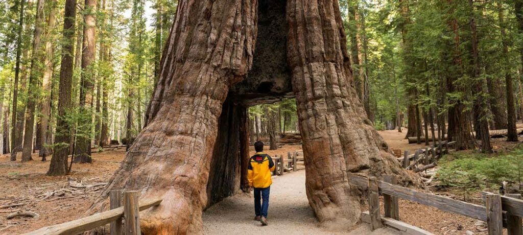 Giant Sequoias on one of our Yosemite Day Hikes