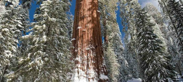 Views from our Yosemite snowshoe tour of the Giant Sequoias