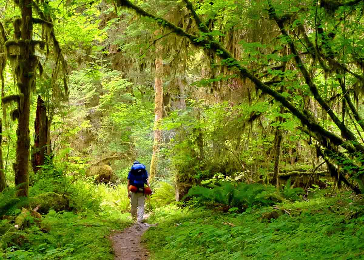 hoh-rainforest-guided-tours