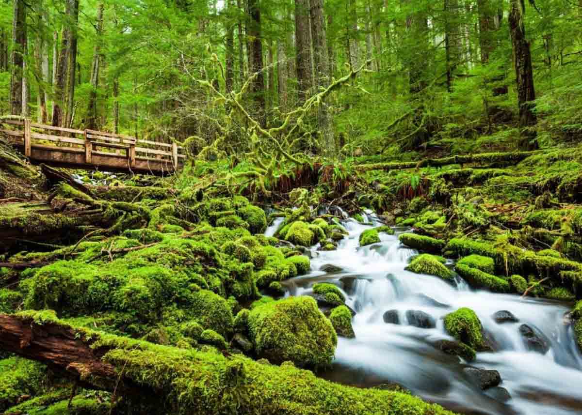 olympic-rainforest-guided-backpacking-trips-4