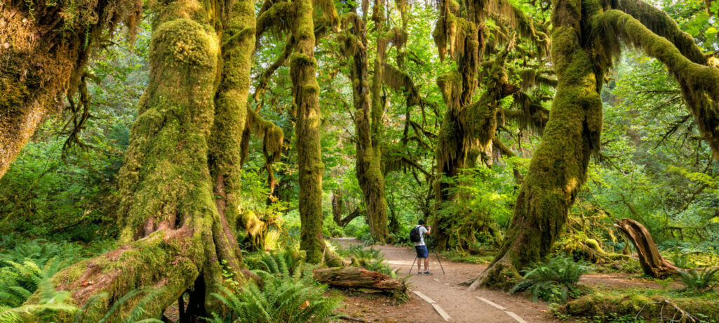 Olympic National Park Guide Service - Day Hikes