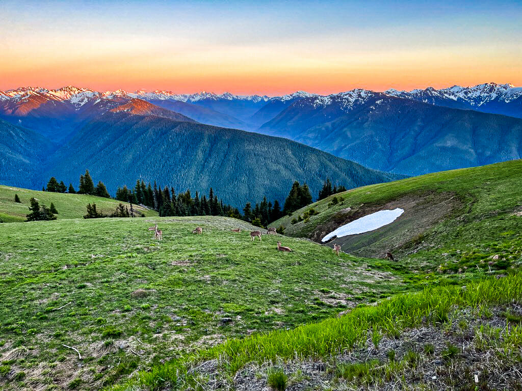 Hurricane Ridge with a group of deer in the meadow.
