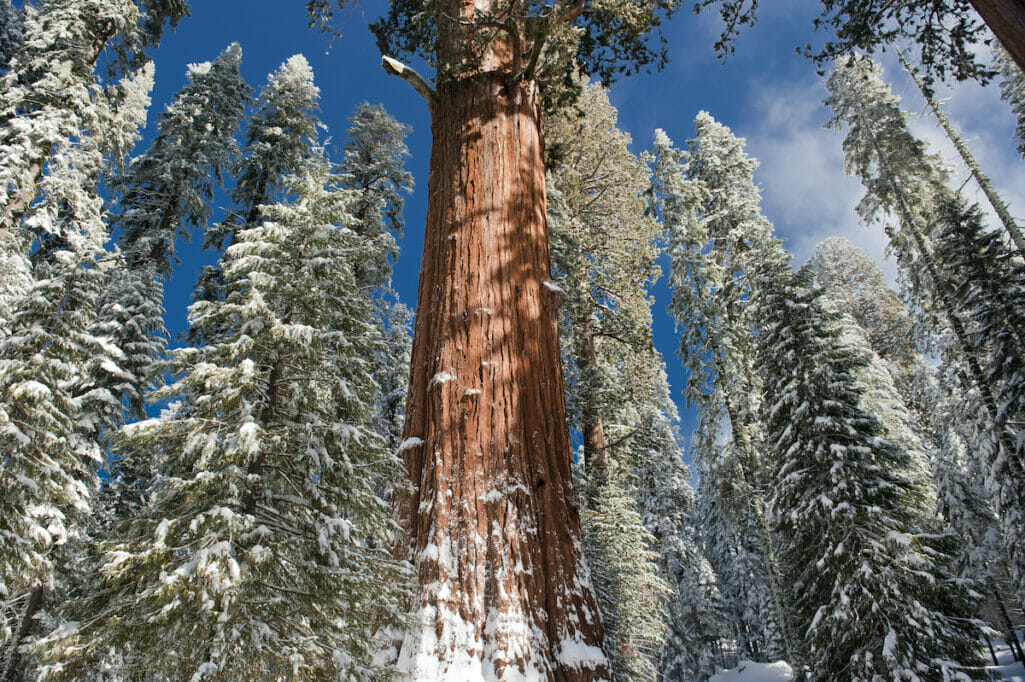 Sequoia trees are covered in the Yosemite snowpack.
