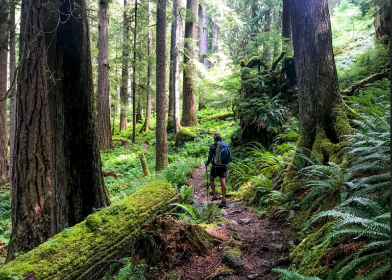olympic-national-park-day-hikes-7