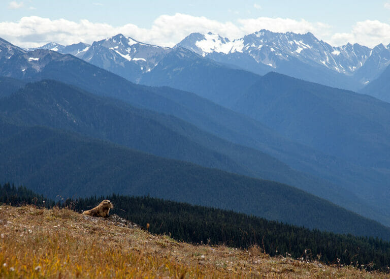 Olympic National Park Mountain Range with Marmot