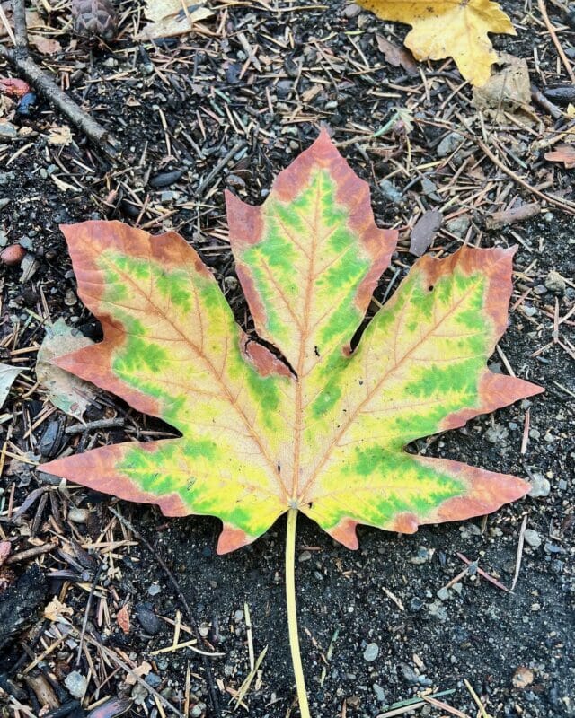 Big leaf maple leaf turning colors.