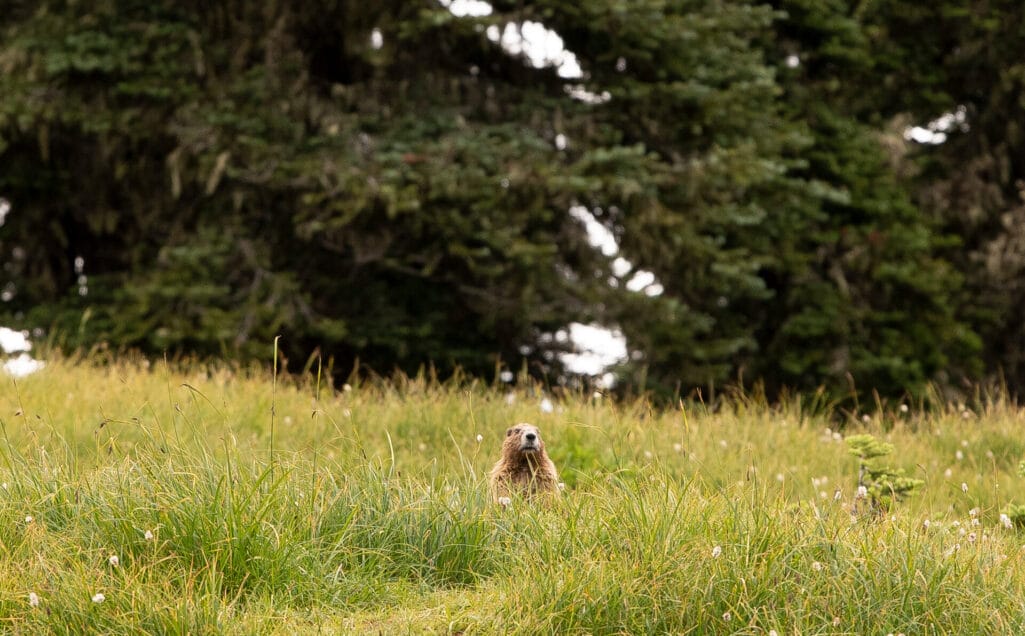 An Olympic Marmot peeking out to say hello
