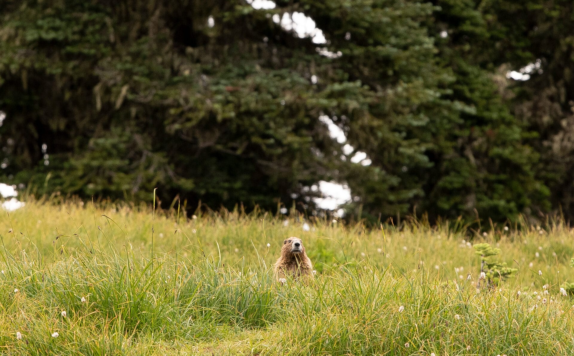 Best time of year to visit olympic national park
