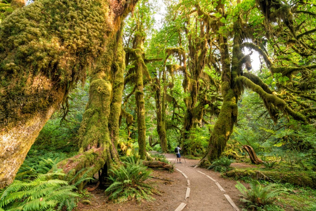 trail through the Hoh Rainforest 