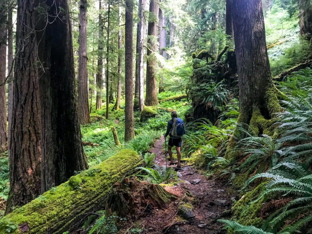 Backpacking through the Hoh Rainforest, one of the most popular trips in Olympic