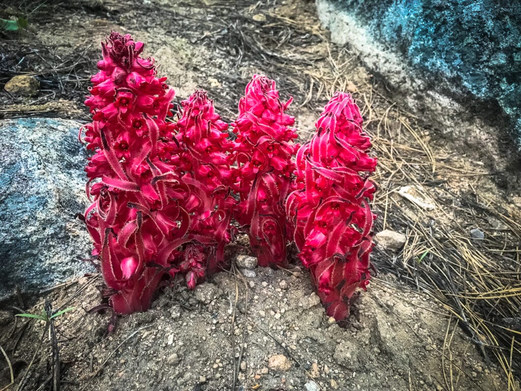 The vibrant red snow plant found in Yosemite.