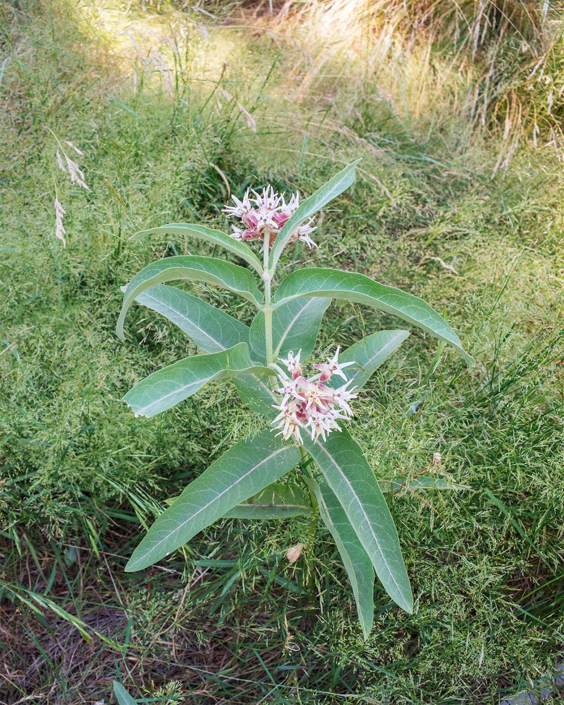 Milkweed plant