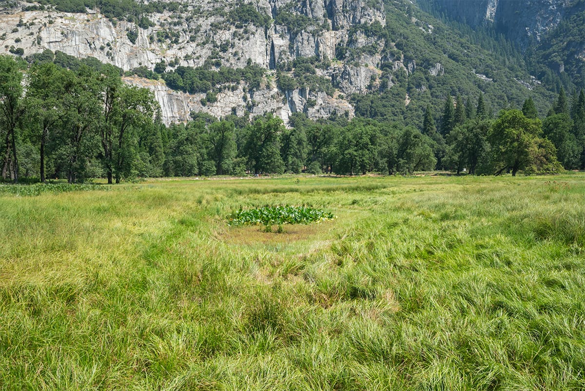 Cooks Meadow in Yosemite National Park 