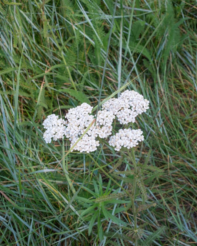 Yarrow plant in cooks meadow