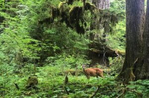 blacktail deer stands in a green forest in Olympic National Park