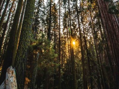 Giant Sequoia Tour-2
