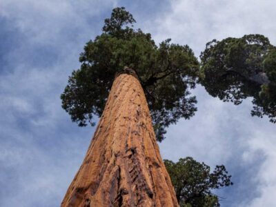 A sequoia tree towers above the trail on our giant sequoia hike
