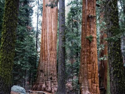 Giant Sequoia Tour-4