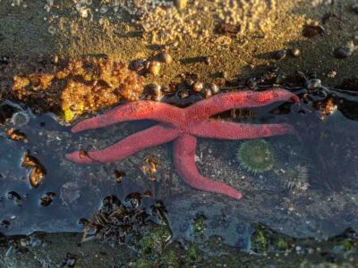 Starfish finds on our Rialto Beach tidepool hike
