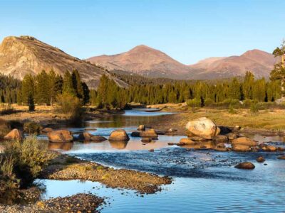 are dogs allowed in tuolumne meadows