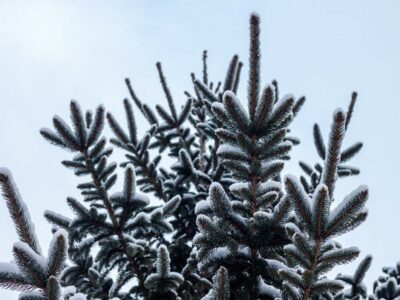 yosemite snowshoe winter tour-2